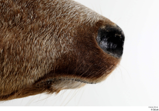 European roe deer mouth nose 0005.jpg